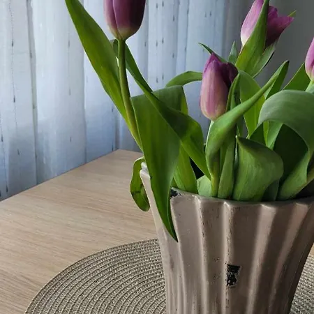 Apartman Suedalinna Majutus *